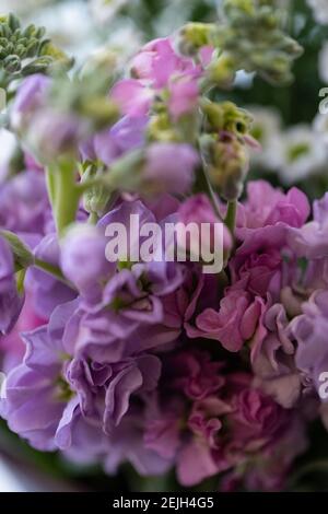 Nahaufnahme von Stockblumen (Matthiola incana) Auch bekannt als Gillyflower oder Parfümpflanze Stockfoto