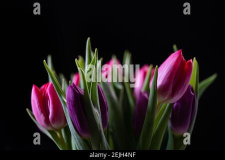 Lila und rosa Tulpen vor schwarzem Hintergrund Stockfoto