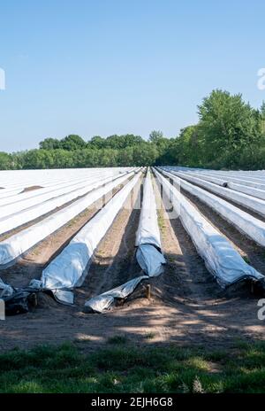 Weißes Spargelfeld mit Reihen mit weißer Plastikfolie an sonnigen Tag bedeckt Stockfoto