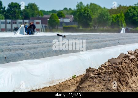 Saisonarbeiter aus östlichen EU-Ländern ernten im Frühjahr weißen Spargel auf landwirtschaftlichen Feldern in Nehmerland Stockfoto