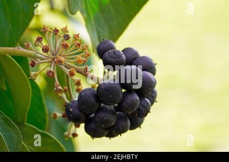 Giftige Efeu-Beeren. Früchte einer Efeu-Pflanze. Efeu, Hedera Helix. Nahaufnahme. Stockfoto