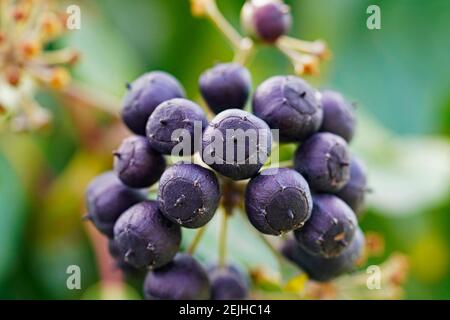 Giftige Efeu-Beeren. Früchte einer Efeu-Pflanze. Efeu, Hedera Helix. Nahaufnahme. Stockfoto