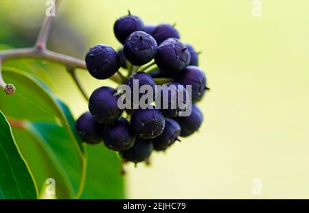 Giftige Efeu-Beeren. Früchte einer Efeu-Pflanze. Efeu, Hedera Helix. Nahaufnahme. Stockfoto