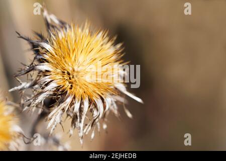 Ausgetrocknete Blume des Distels. Beige-, Gelb- und Brauntöne. Makroaufnahme einer trockenen Blume. Stockfoto