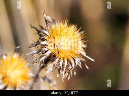 Ausgetrocknete Blume des Distels. Beige-, Gelb- und Brauntöne. Makroaufnahme einer trockenen Blume. Stockfoto