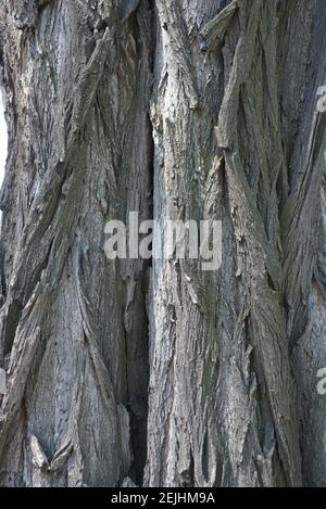 Der Stamm eines alten Akazienbaums im Sonnenlicht mit grauer Rinde, einer sehr originellen Struktur und gewundenen Formen. Stockfoto