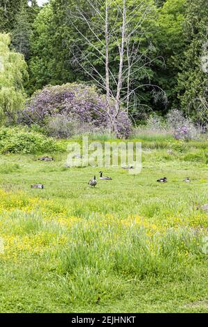 Gänse und Blumen im Stanley Park; Vancouver; British Columbia; Kanada Stockfoto