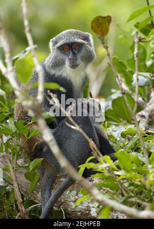 Schließen Sie Sykes' Affen, Cercopithecus albogularis in der typischen Umgebung von Sansibars Jozani-Wald. Porträt, orange Augen. Stockfoto
