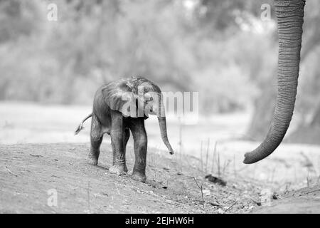 Schwarz-weiß, künstlerisches, berührendes Bild eines frisch geborenen afrikanischen Elefantenkalbes, Loxodonta africana mit Mutterstamm. Stockfoto