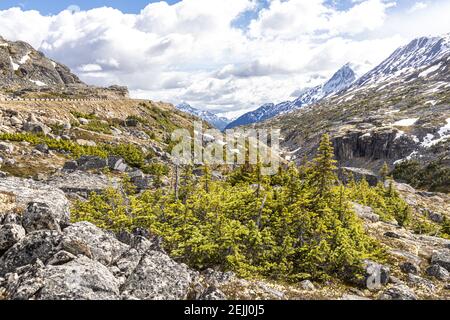 Ein Blick Anfang Juni auf die Kanada/USA Grenze neben dem Klondike Highway nordöstlich von Skagway, Alaska, USA Stockfoto