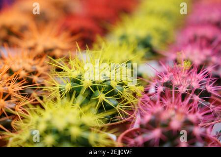 Bunte echinocactus in einem Blumenladen. Kaktus Dornen Nahaufnahme, natürlicher Hintergrund Stockfoto