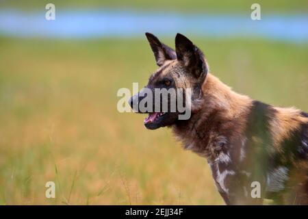 Porträt eines afrikanischen Wildhundes, Lycaon pictus, eines vom Aussterben bedrohten afrikanischen Raubtieres gegen grüne Savanne. Seitenansicht. Stockfoto