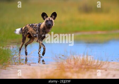 Afrikanischer Wildhund, Lycaon pictus, der in blauer Wasserpfütze läuft und direkt auf die Kamera starrt. Moremi Wildreservat, Botswana. Safari-Design. Stockfoto