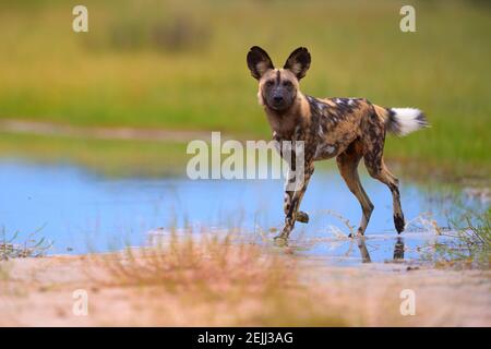 Afrikanischer Wildhund, Lycaon pictus, der in blauer Wasserpfütze läuft und direkt auf die Kamera starrt. Moremi Wildreservat, Botswana. Safari-Design. Stockfoto