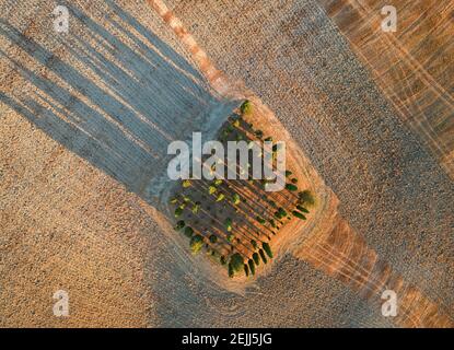 Luftaufnahme, vertikale Ansicht einer toskanischen Landschaft aus der Luft. Bunte Sonnenuntergang über Gruppe von Zypressen lange Schatten. Orcia Tal, Siena Bezirk, T Stockfoto