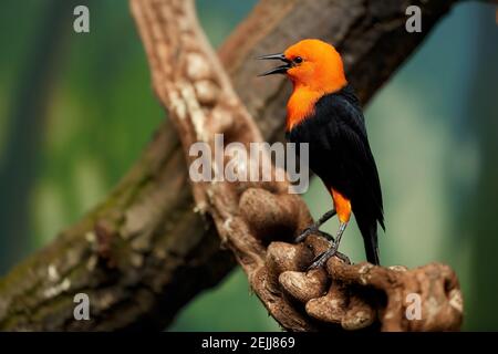 Scharlachrote Amblyramphos holosericeus, orange-schwarze Singvögel, stehend auf Holzliana vor grünem Waldgrund. Vogel NAI Stockfoto