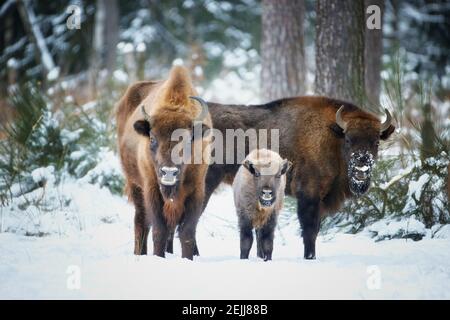 Europäischer Bison, Bison bonasus. Zwei Bisons mit Kalb stehen im Schnee des eisigen Winterwaldes. Bison Familie in seiner europäischen natürlichen Waldumgebung Stockfoto