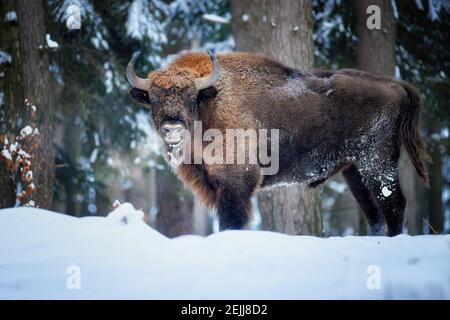 Europäischer Bison, Bison bonasus. Riesiger Stier, der im eisigen Winterwald mit Schnee steht und die Kamera anschaut. Bison, Stier in seiner europäischen Natur Stockfoto