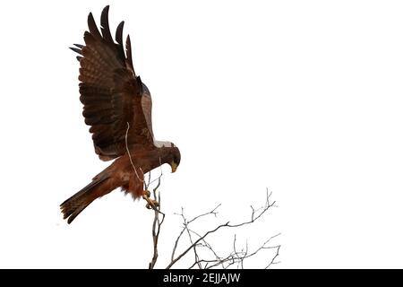 Isoliert auf weißem Hintergrund, Black Kite, Milvus migrans, Greifvogel, auf dem Ast mit ausgestreckten Flügeln thront Stockfoto