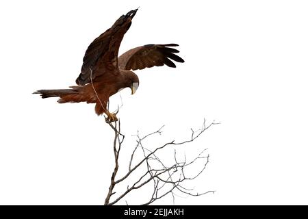 Isoliert auf weißem Hintergrund, Black Kite, Milvus migrans, Greifvogel, auf dem Ast mit ausgestreckten Flügeln thront Stockfoto