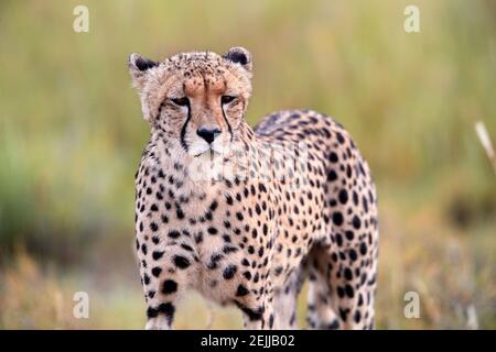 Porträt von Gepard, Acinonyx jubatus Spaziergang in trockener Savanne. Typische Kalahari Umgebung ein paar Wochen nach der grünen Saison. Auf Safari im Tal von No Stockfoto