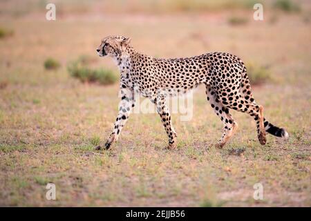 Seitenansicht von Cheetah, Acinonyx jubatus Spaziergang in trockener Savanne. Typische Kalahari Umgebung ein paar Wochen nach der grünen Saison. Auf Safari im Tal Stockfoto