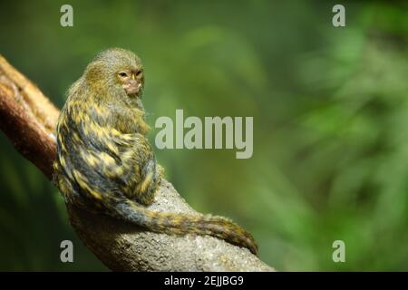 Pygmäenmarmoset. Kleinster, seltener Affe, der in den Regenwäldern des westlichen Amazonas-Beckens beheimatet ist, mit olivfarbenem Fell, sitzend auf einem Zweig isoliert gegen verschwommen Stockfoto