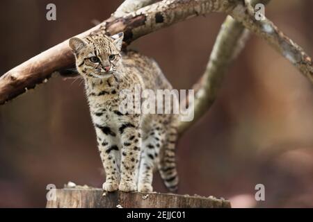 Geoffroys Katze, Leopardus geoffroyi, Wildkatze aus Südamerika. Nachtaktiv und eine einsame südamerikanische Katze. Tier in Gefangenschaft. Stockfoto