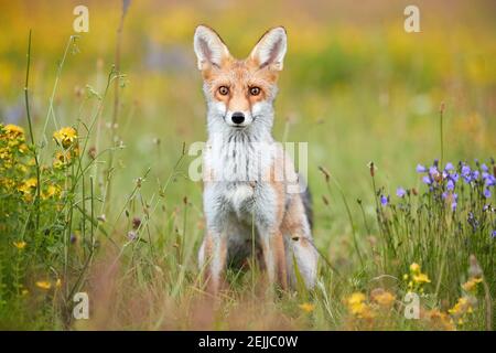 Frühlingsthema. Porträt des Rotfuchsjungen auf einer blühenden Hochlandwiese. Fuchs zwischen blauen und gelben Blüten. Direktansicht, Low-Angle-Foto von Lovely Red Stockfoto