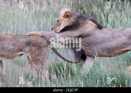 Wilder Kalahari Löwe, Panthera löwe. Schwarze Mähne Wüstenlöwe Putting Pfote auf dem Rücken der Löwin. Löwen in Paarungszeit. Afrikanische Tiere in Kgalagadi tr Stockfoto