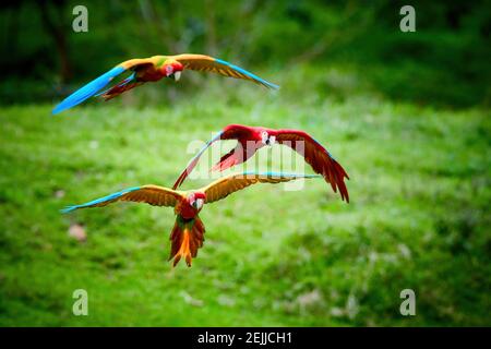 Drei Ara Papageien, die direkt vor die Kamera fliegen. Leuchtend rote und blaue südamerikanische Wildpapageien, Ara macao, Scharlach und grüner Ara, fliegen mit Aust Stockfoto