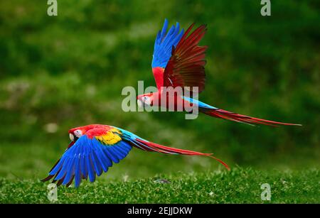 Zwei Scharlach-Ara-Papageien, die direkt über dem Boden fliegen. Leuchtend rote und blaue Südamerikanische Papageien, Ara macao, fliegen mit ausgestreckten blauen Flügeln hinein Stockfoto