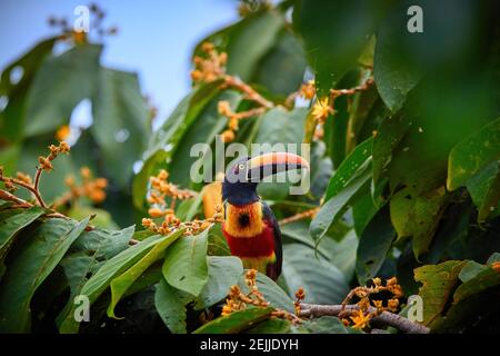 Fiery-billed Aracari, Pteroglossus frantzii, Tukan zwischen grünen Blättern und orangefarbenen Früchten. Großer rot-schwarzer Schnabel, schwarzes, gelbes und rotes Gefieder. Typisch Stockfoto