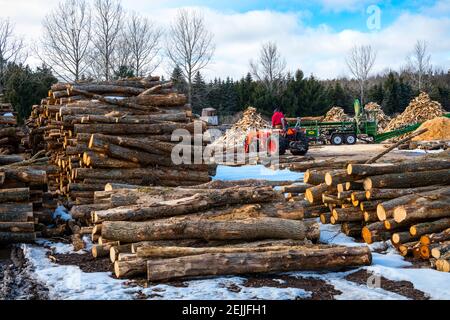 Herstellung von Brennholz für den Ludington State Park im JT's Wood Yard mit dem Woodbine Monster Brennholz Prozessor in der Nähe von Ludington, Michigan, USA. Stockfoto