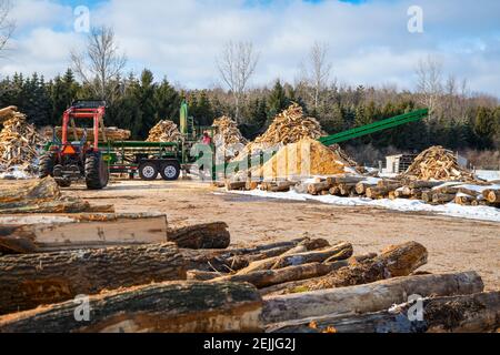 Herstellung von Brennholz für den Ludington State Park im JT's Wood Yard mit dem Woodbine Monster Brennholz Prozessor in der Nähe von Ludington, Michigan, USA. Stockfoto