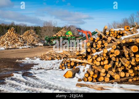 Herstellung von Brennholz für den Ludington State Park im JT's Wood Yard mit dem Woodbine Monster Brennholz Prozessor in der Nähe von Ludington, Michigan, USA. Stockfoto