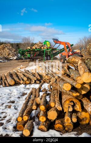 Herstellung von Brennholz für den Ludington State Park im JT's Wood Yard mit dem Woodbine Monster Brennholz Prozessor in der Nähe von Ludington, Michigan, USA. Stockfoto