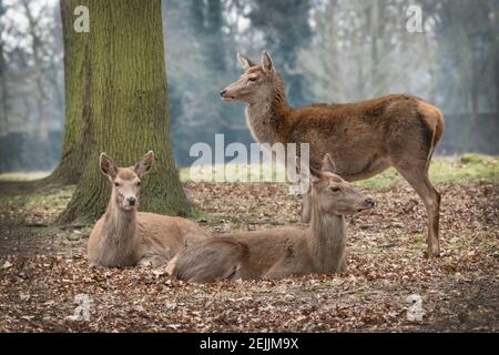 Drei Hirsche, die sich an einem frühen Morgen in buschiger Form ausruhen Park Surrey, wenn ich auf öffentlichen oder privaten Grundstück bin Bereit, die volle Verantwortung für zu übernehmen Stockfoto