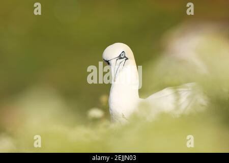 Porträt von Nordkannette auf dem Nest sitzend mit schönen grünen Pflanzen Background, Helgoland, Deutschland. Wildtiere. Sula Bassana Stockfoto