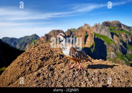 Die Tierwelt Madeiras. Rotbeinige Rebhuhn, Alectoris rufa. Nahaufnahme, wilder Vogel, der auf dem orangefarbenen Felsbrocken gegen steile Berge und blu steht Stockfoto