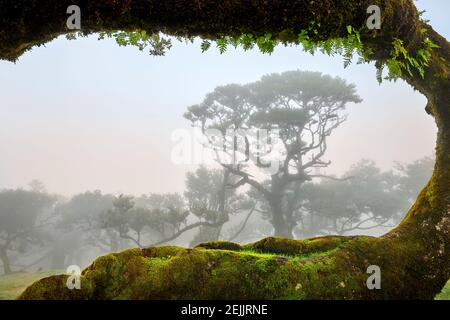 Fanalwald. Bizarre Bäume, verdrehte Äste, nebliger Wald. Ein Ort mit einer geheimnisvollen Atmosphäre. Blick umrahmt von einem moosbedeckten Baumstamm. Touristenattraktion Stockfoto