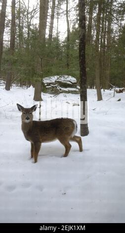 Das im ganzen Staat gelegene Weißschwanzhirsch (Odocoileus virginianus) ist das beliebteste Wildtier New Yorks. Junger Bock im Schnee. Stockfoto