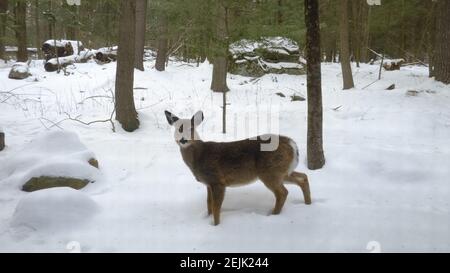 Das im ganzen Staat gelegene Weißschwanzhirsch (Odocoileus virginianus) ist das beliebteste Wildtier New Yorks. Junger Bock im Schnee. Stockfoto