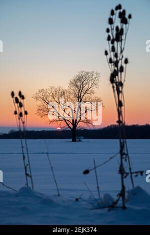 Emmett, Michigan - Sonnenuntergang über einem schneebedeckten Feld und einem einfarmen Baum auf einer Michigan Farm. Stockfoto