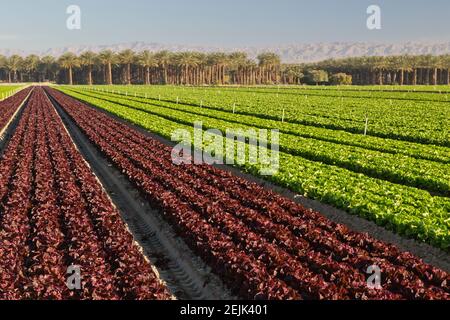 Bio-Salat mit roten Blättern und Schmetterlingen (grün) 'Lactuca sativa', Reifefeld. Stockfoto
