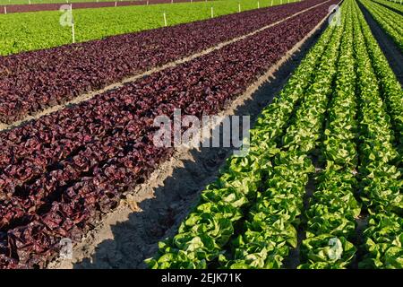 Bio Butterhead (grün) & Red Leaf Salat 'Lactuca sativa', Reifefeld. Stockfoto