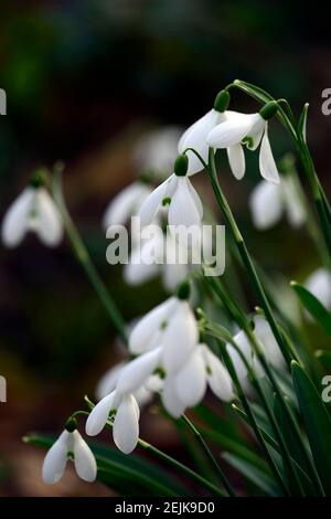 Galanthus Straffan,Schneeglöckchen, Schneeglöckchen, Frühling, Blume, Blumen, Blumen, Garten, Gärten, RM floral Stockfoto