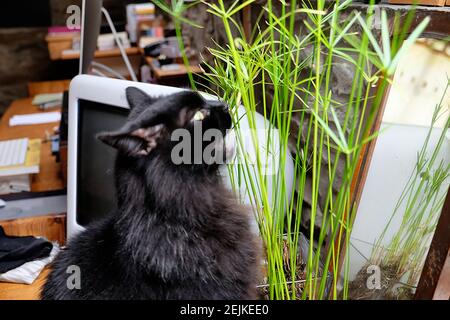 Schwarze Katze sitzt auf dem Tisch essen Hauspflanze Papyrus Cyperus Regenschirm Pflanze eine aquatische mehrjährige wächst innerhalb Hause Großbritannien KATHY DEWITT Stockfoto