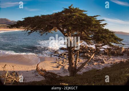 Landschaft von Strand und Zypressenbaum am Carmel River Beach, Kalifornien, USA, während die Sonne hinter dem Fotografen über dem Pazifik untergeht Stockfoto