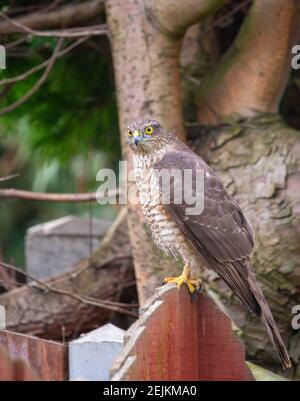 Weibchen Sparrowhawk in einem Hausgarten Stockfoto